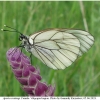 apor crataegi female volg